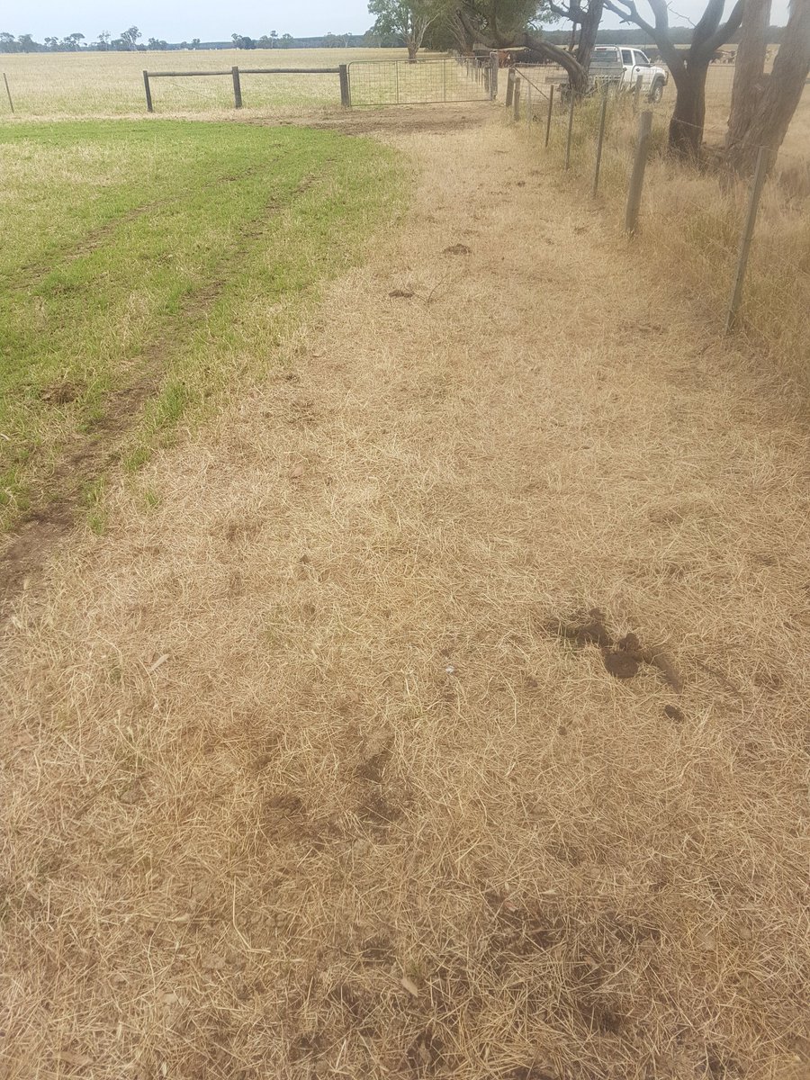 Robbie74365522's tweet photo. The value of perennial grass. This ryegrass was over sown into a barley grass and subclover paddock back in April. Last year it had a grass selective to control annual grass. The cows took a while to move thru the paddock,  lucky for the help tho. #earntheirkeep https://t.co/iAa4UL4d54
