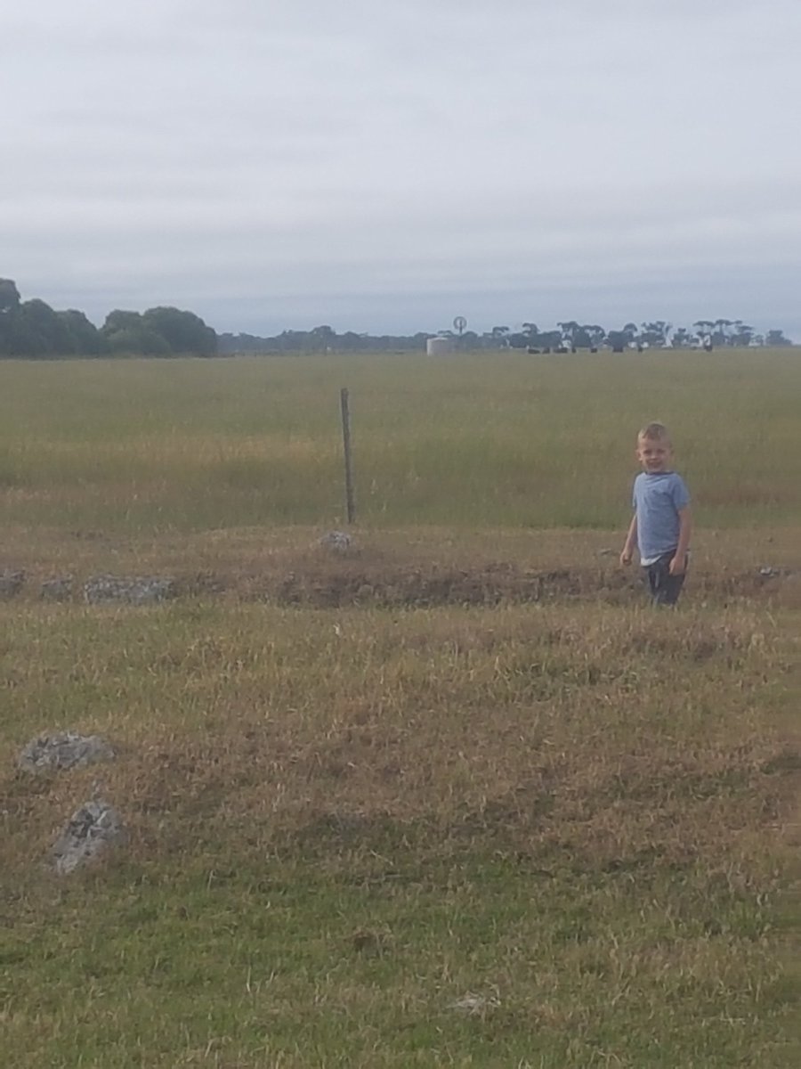 Robbie74365522's tweet photo. The value of perennial grass. This ryegrass was over sown into a barley grass and subclover paddock back in April. Last year it had a grass selective to control annual grass. The cows took a while to move thru the paddock,  lucky for the help tho. #earntheirkeep https://t.co/iAa4UL4d54