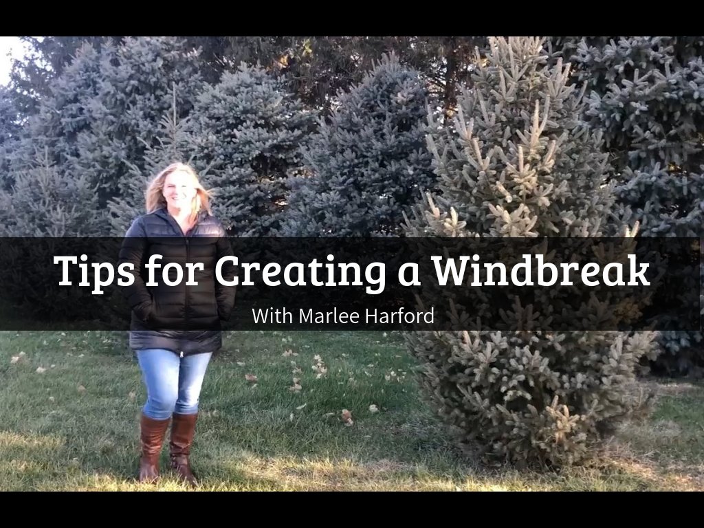 iTreesChicago's tweet image. Colorado Blue Spruce 🌲 is a very popular choice and it does great in well-drained soils. Check out Marlee&apos;s Tips for Creating a Windbreak here buff.ly/2RVbWD6 and be sure to subscribe to our channel while you&apos;re there! 😀 #treestuff #treeblog #itrees #themoreyouknow🌟