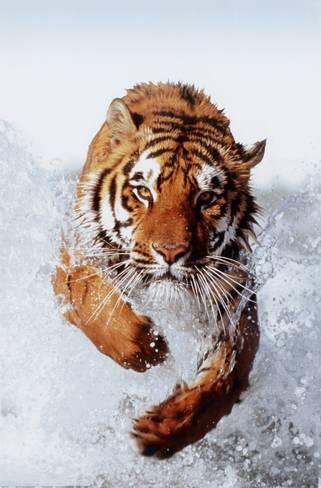 "I don't chase dreams,  
I hunt goals."  
―Anonymous #TheChampionsMind #hunt #attack