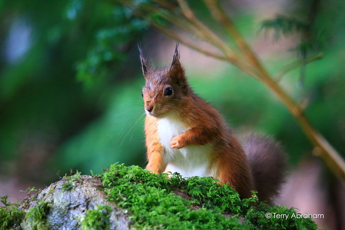 Terry Abraham tweet media