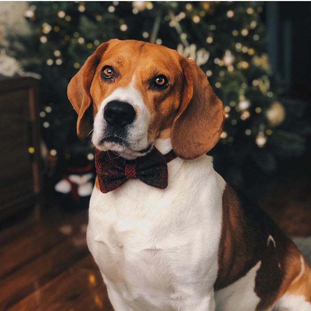 BowzosBowzo's tweet photo. Caesar beagle looking sooooo sophisticated in his bowtie!!! #beaglesofinstagram #beagleworld #beengoodsanta #butterwouldntmelt #whoyoutryingtokid #goodboy #naughtybeagle #behavedbeagle #handsome #ohchristmastree https://t.co/oWxGtVptry https://t.co/6IZhARZ7js
