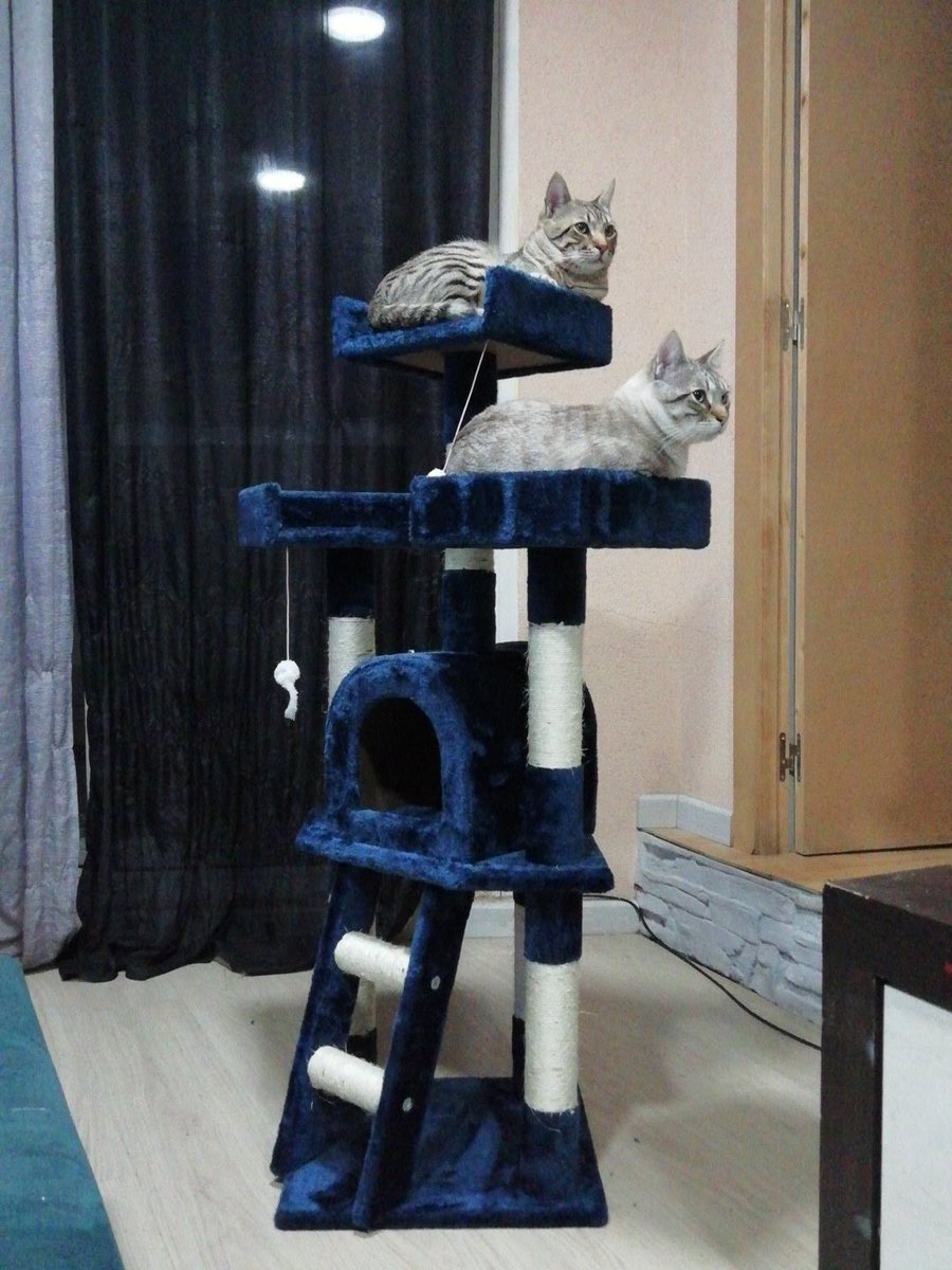 AlfilAndy's tweet photo. Con el nuevo árbol😻👍 https://t.co/4B78ztcRJr