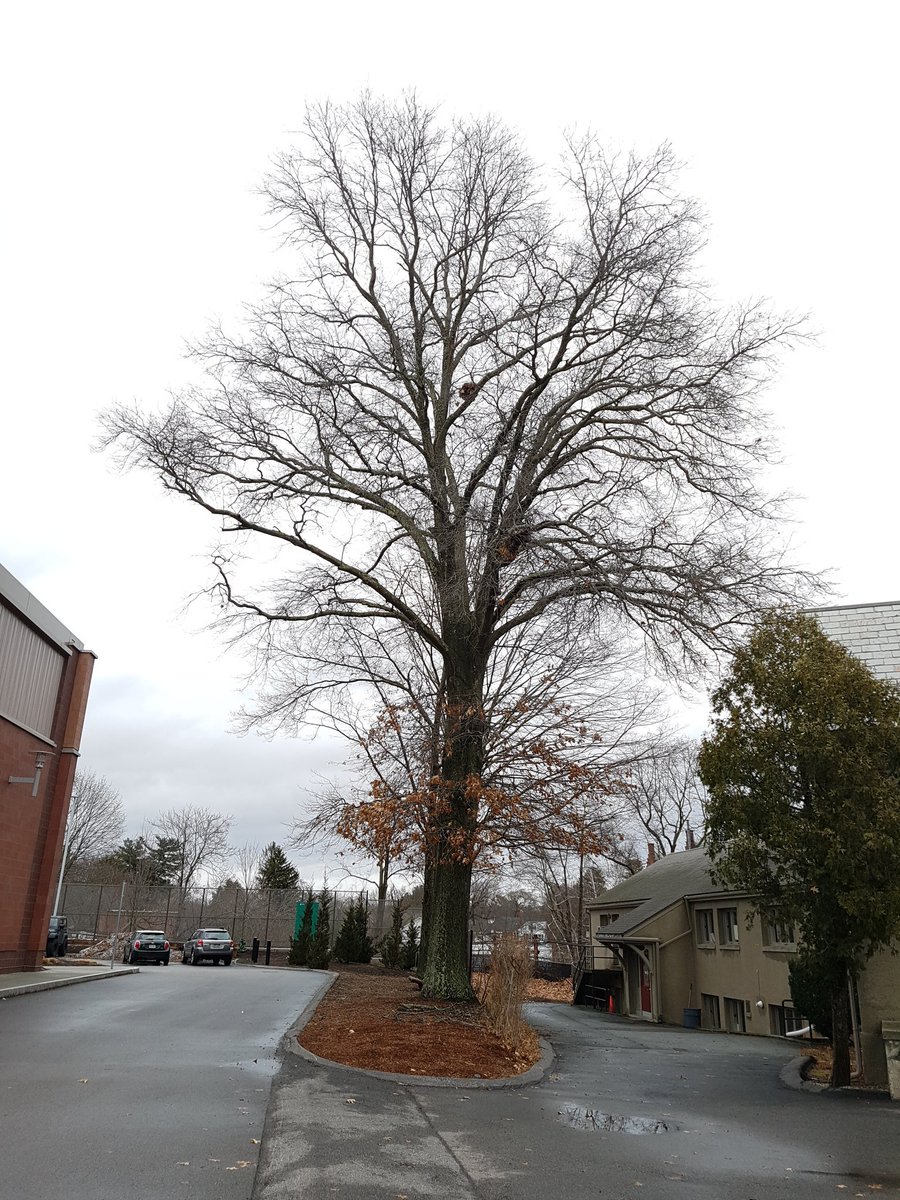 36" red oak City of #NewtonMA mayor would cut down for incremental impact on roof solar panel output Angier Elementary School. youtu.be/4LGWsUdPaPQ <a href="/arborday/">Arbor Day Foundation</a> <a href="/UrbForestCrimes/">Urban Forest Crimes</a> <a href="/WabanLibrary/">Waban Library Center</a> <a href="/NewtonParksRec/">Parks, Recreation & Culture</a> <a href="/14thVillage/">Village14</a> <a href="/newtontab/">Newton TAB</a> <a href="/NewtonTrees/">NewtonTreeConservncy</a> <a href="/BostonGlobe/">The Boston Globe</a>