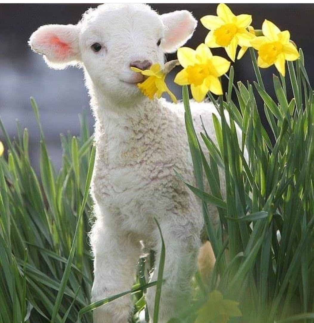 sararoozh's tweet photo. @AnimalAid با،ژیان لەو ئاژەڵە جوانانە،تاڵ نەکین ،ئەوانیش وەکوو مڕۆڤەکان خاون ،ھەستو ،ھۆشن ، بۆ پاراستنیان با،حەول بدەین 
#go_to_vegan https://t.co/SNTVdqe8tk