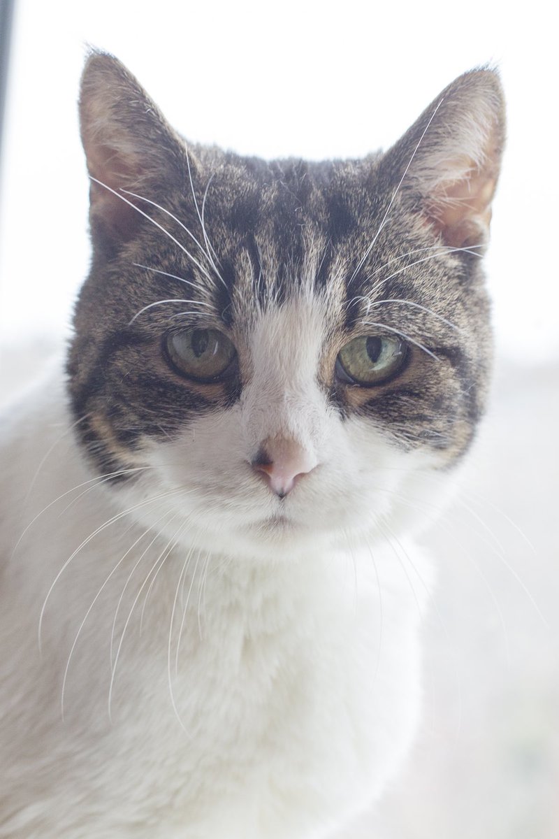 Beautiful Tilly is now ready for homing, and has posed for her pro shots!