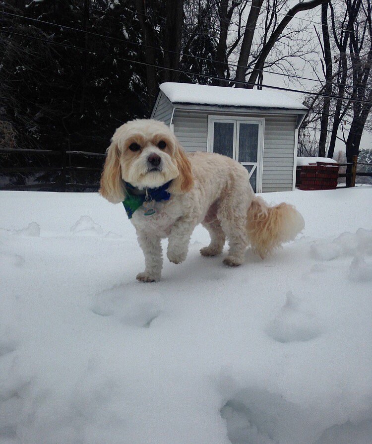 King_Spry_Law's tweet image. Today we are celebrating Quincy, or Q Dog, as he is sometimes known by his family including Public Finance/Bond Counsel chair @KcrReid. Quincy loves when friends stop by to visit, and it looks like he also enjoys playing in the snow! #itsarufflife #dogsofdecember #lawsandpaws