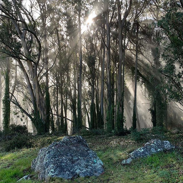 numyum's tweet photo. Beautiful day for a walk up the hill.  #fog #sausalito https://t.co/CQGrkgqmSQ https://t.co/kJ0X6rQYbN