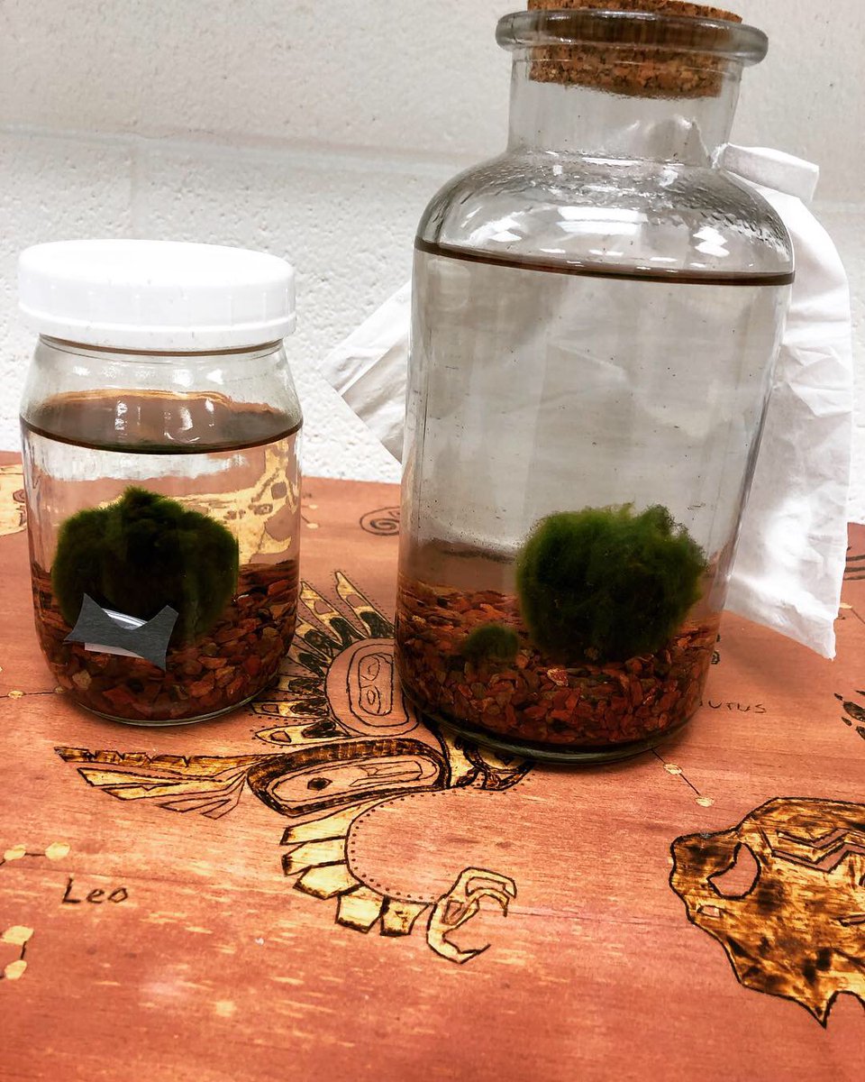 thesandersonian's tweet image. Officially welcoming... the new members of Mr. Archimedes family... Persephone and “Mini-Medes,” (named by my home room class). Mazel tov! 😄🙌🎂#marimomoss #CMSscience #congratsarchimedes