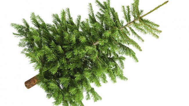 PSLPolice's tweet image. @PSLPolice still has some Christmas trees to donate to families in need.  Please contact Tracee Diaz at (772) 344-4087.