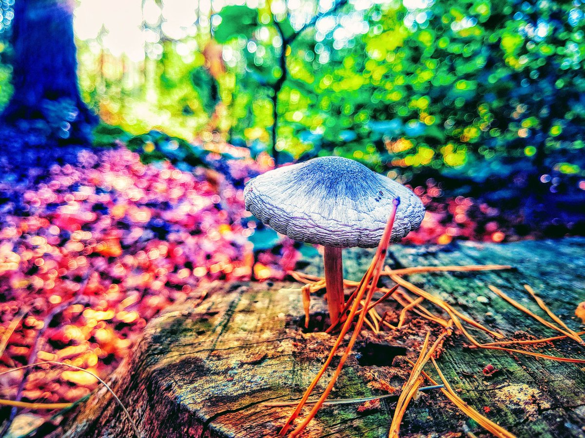 shroom on top