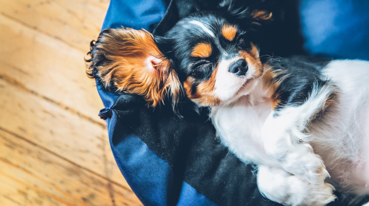 Momentos de ocio, relax y diversión que merecen ser compartidos con tu fiel amigo. #petfriendly 🐶
➡ bit.ly/2J5XUJW