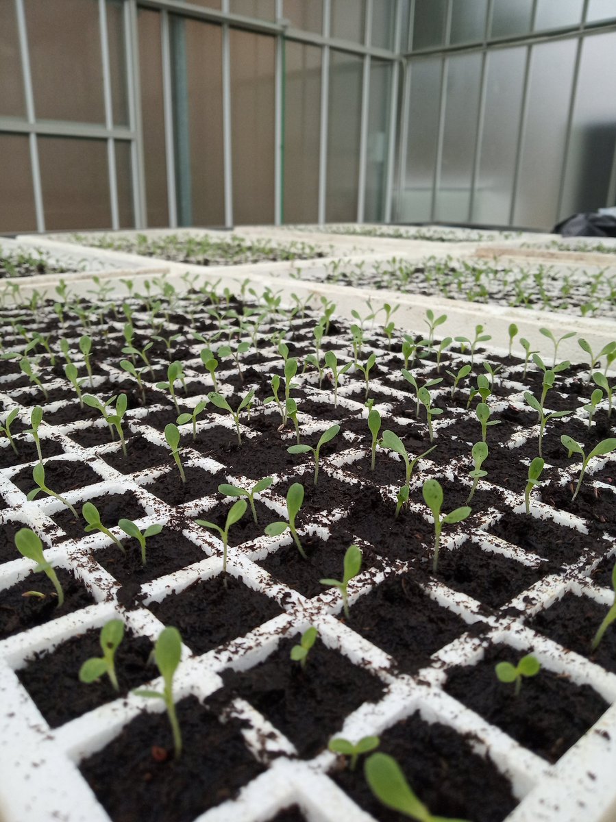 ntinas_'s tweet photo. #winter experiments of #babylettuce #hydroponic #floating system with #nutrients from #biogasdigestate. #IPGRB 
 uses #RES #heatpump (air-water) #PVpanels &amp; #nanoPV for collecting and storing #solarenergy  #rainwater collector tank &amp; control of #greenhouse microclimate. https://t.co/Y9BARnmCgj