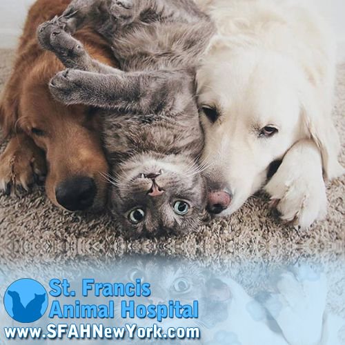 SFAHNewYork's tweet photo. When you see the furbabies get along it makes you stop everything you're doing and remember why having pets is the best thing in the world! Hey, can I join in on those snuggles!? https://t.co/QOIbgtmZGI https://t.co/vwqTHdozAG