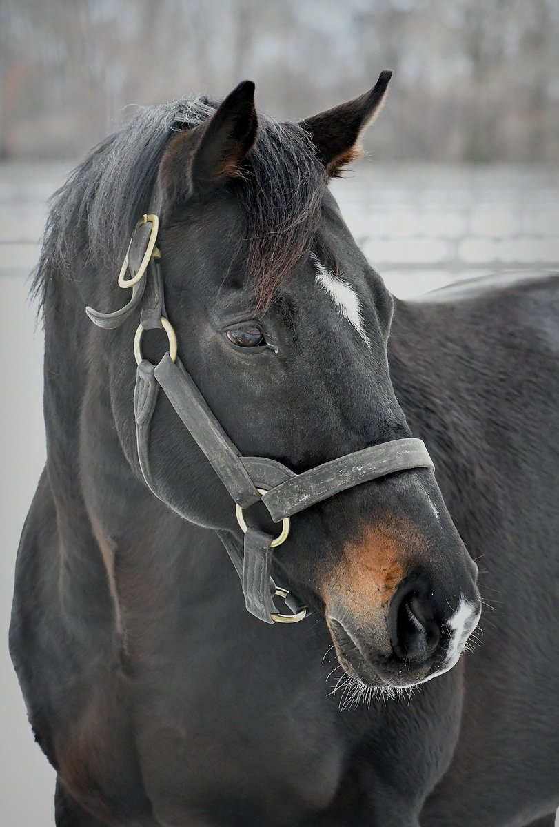 Chansonnette07's tweet image. #DanonChantilly
#Chansonnette
#GloriousSong 
2018.12.17