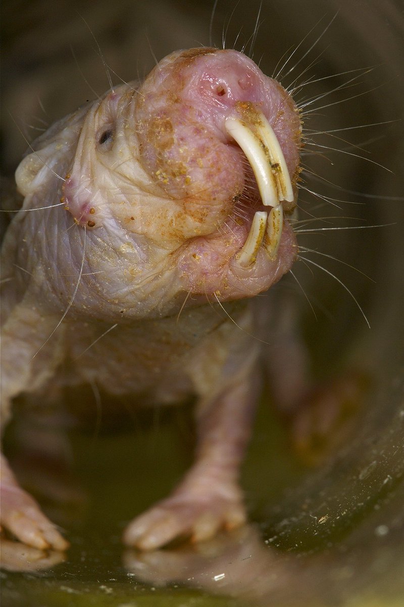 San Diego Zoo Wildlife Alliance Does That Tumblr Ban Apply To Sand Puppies Asking For A Few Hairless Friends T Co mfsxn4rc Twitter