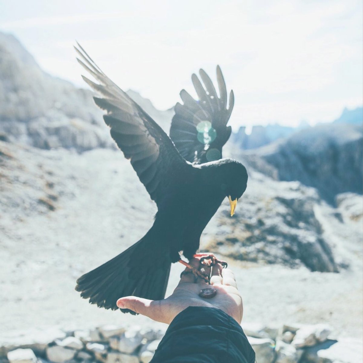 Berify_'s tweet photo. Some more incredible shots from @Lennart https://t.co/uyxtU3LpKg