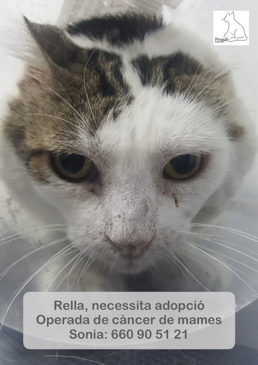 ProgatCatalunya's tweet photo. Na Rella vivia amb una dona gran que ja no se'n podia fer càrrec correctament, #ProgatCatalunya l'ha fet operar del càncer de mames que patia i ara necessita #AdopcioResponsable.
Fes-li RT per ajudar-la a trobar la seva nova família! Gràcies!
💚 https://t.co/DqtCNOmgiG