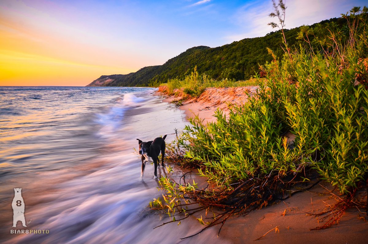 Bear8Photo's tweet photo. Ink - Sunset at Sleeping Bear Dunes National Lakeshore
#LakeMichigan #roamtheplanet #michigansunset #sleepingbeardunes #thepupnation #adventurewithdogs_ #adventurepups #dogswithnature #outdoorpups #animalexplorers #dogsthathike #doglove #mondaymotivation https://t.co/BtdwzIsJQy