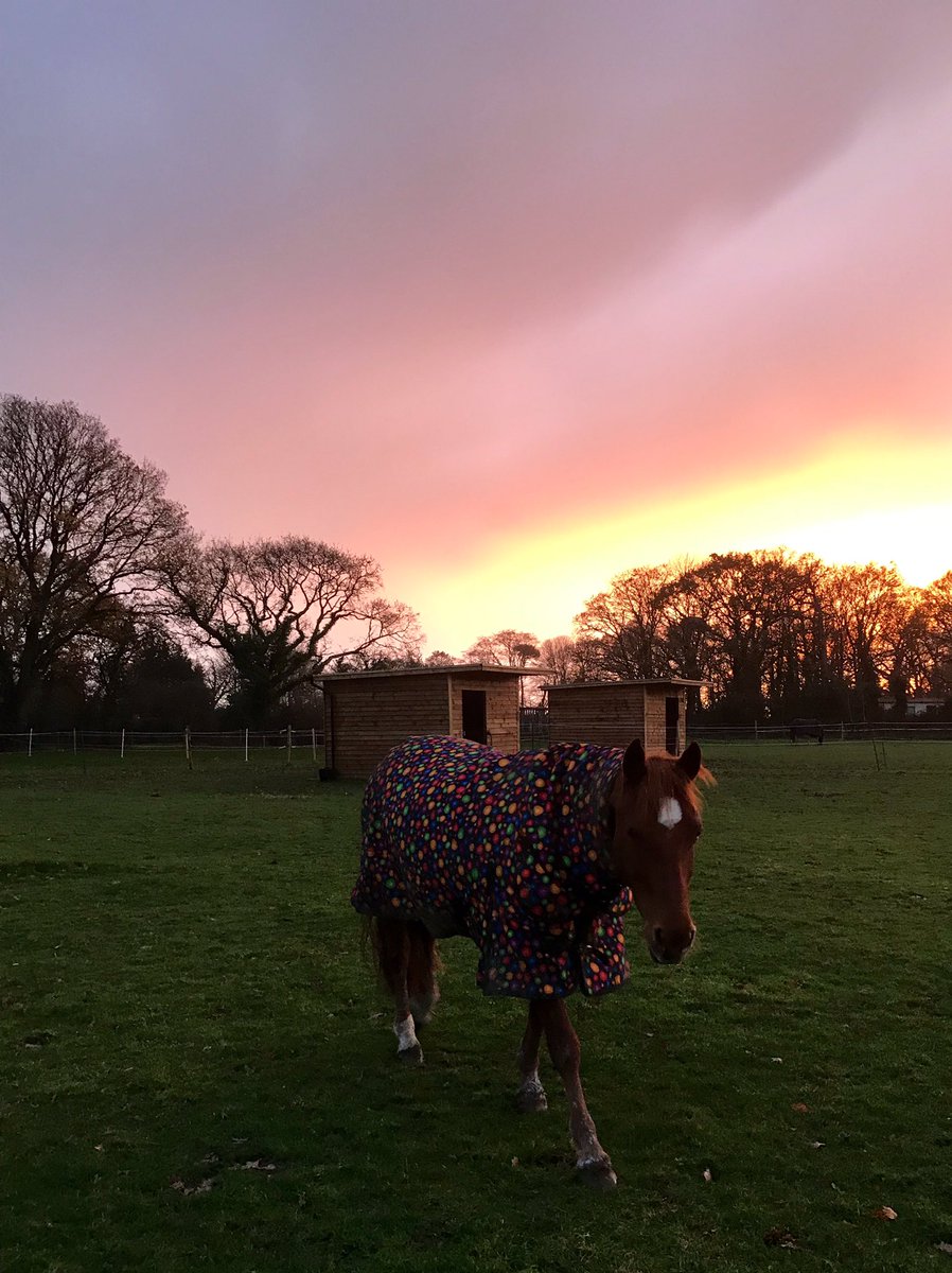 @El_Boran Well , My Red Pony says that’s some impeccable taste going on there... #spottyrugsarethebest 😂👍