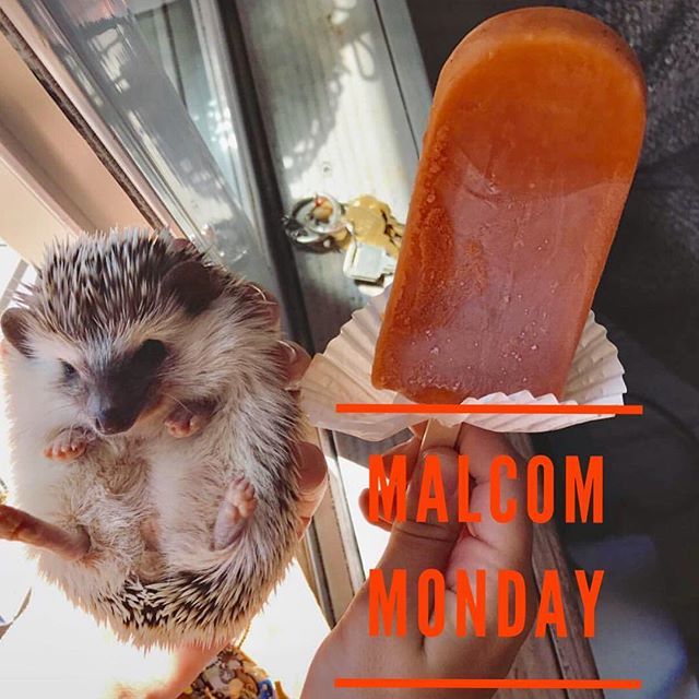 theHIVEco's tweet photo. MALCoM MONdAY!! Come for a popsicle and support your local schools. @johnmalcompta #glutenfree #danapoint #shoplocal #fairtrade https://t.co/E9BTUmasXa