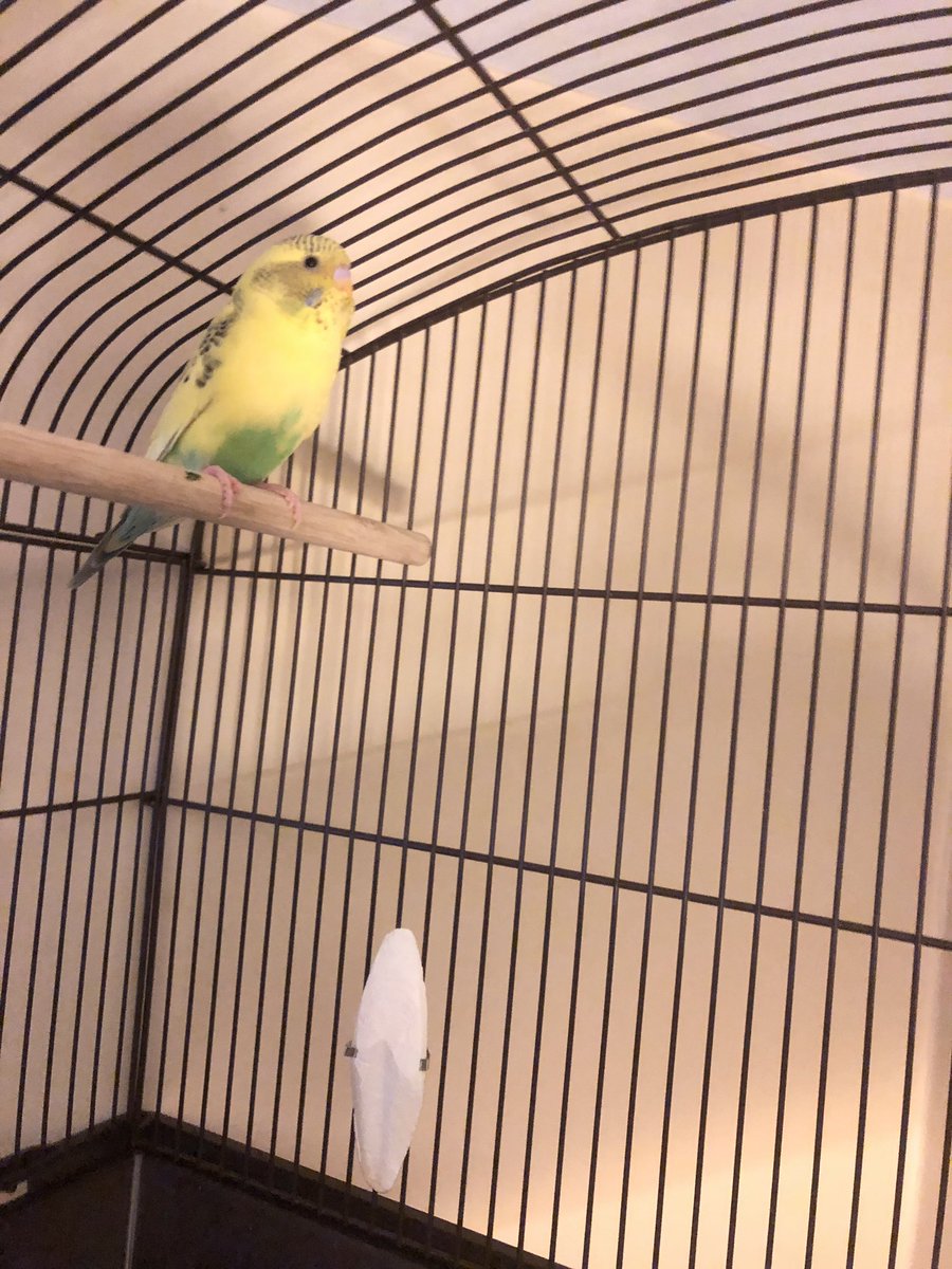 jackdatcat's tweet photo. New addition to the crib. Is it a friend or foe #TBD https://t.co/WjzwkIyagJ