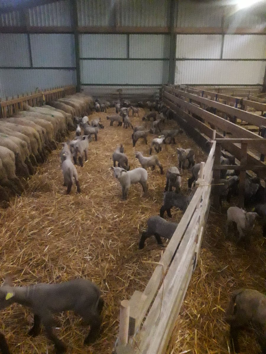 GabillaudAlexis's tweet photo. A quelques jours de noël les éleveurs d'agneaux ont déjà la tête à pâques @CAVAC_ @Agri85_ https://t.co/sHZVSxw4lo