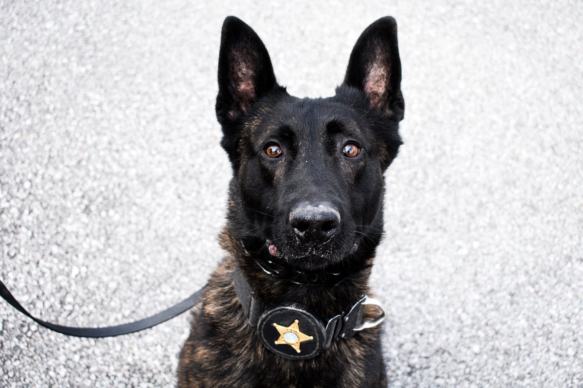 WCSOFL's tweet image. Here's a picture of K9 Drago to help get you through your Monday. 

You're welcome.

#WCSOK9 #k9 #MondayMotivation #LESM