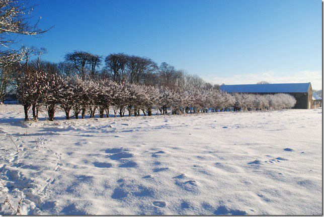 A seasonal shot of the fields above High Barn on a sparkling, wintry day a year or two ago.<a href="/VisitYorksWolds/">Visit The Yorkshire Wolds</a>  <a href="/VisitYNT/">YorksNatureTourism</a>  <a href="/Bempton_Cliffs/">RSPB Bempton Cliffs</a> No temperature drop in East Yorkshire yet, but who know? Every child's dream -snow for Christmas! <a href="/premiercottages/">Premier Cottages</a>
