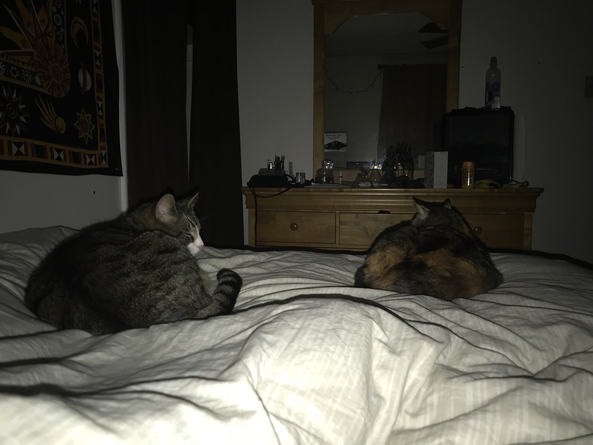jackdatcat's tweet photo. Had to capture the moment, she is never within 5 feet of me #progress https://t.co/WG8SvhjVTI