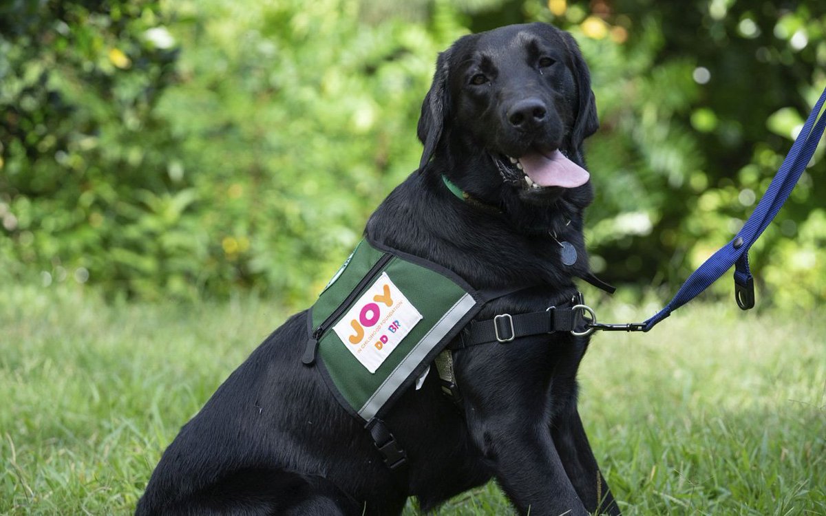 ParadeMagazine's tweet photo. Dunkin’s #Dogs for Joy Program Helps Hospitalized Children https://t.co/ykME6QroqB https://t.co/MXV9Sa2Rqq
