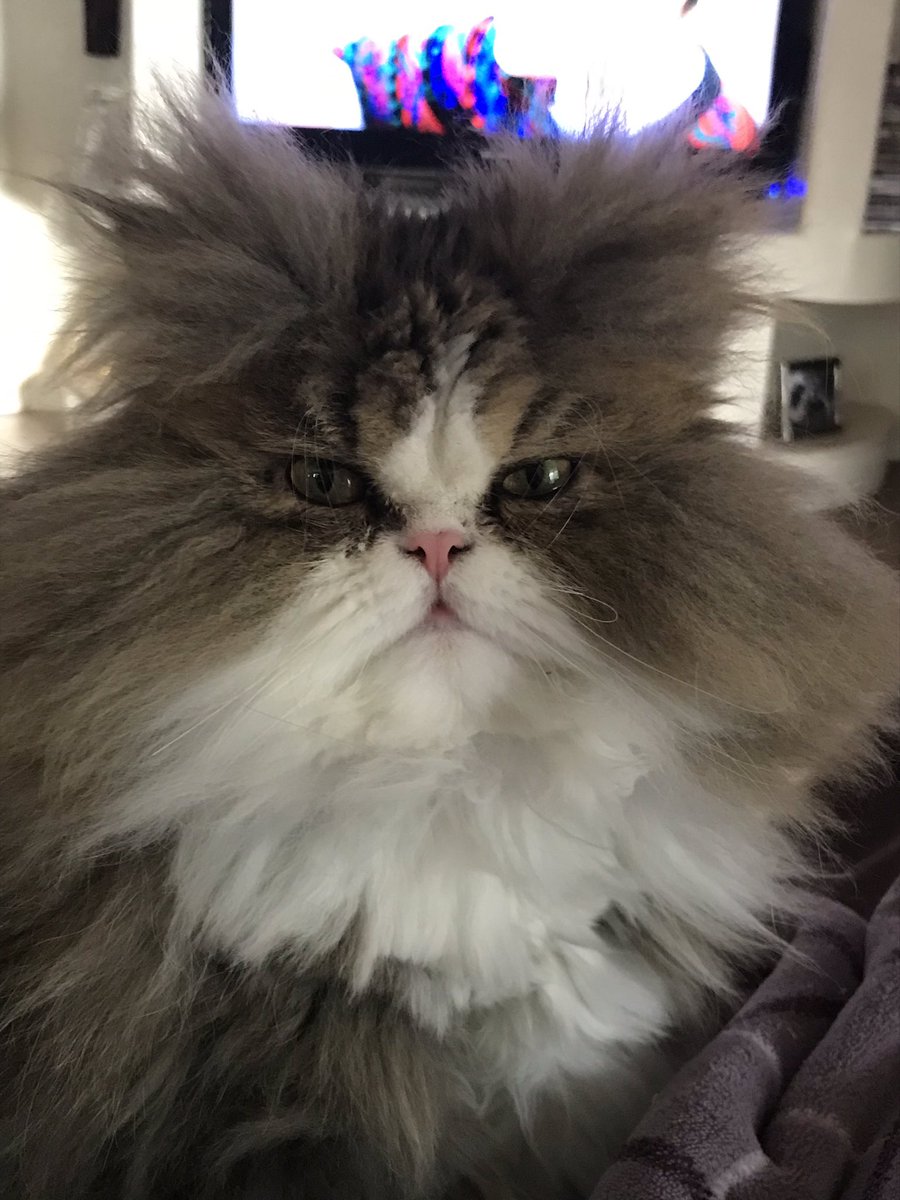 brenda_V71's tweet photo. @FelisLucy @Big_Daddy1965 @FelisDave @FelisBoots @20committee I was late getting Mr. Binx his treat. #FelineSideEye https://t.co/arNDfpcloQ