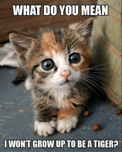 PostmanMeow's tweet image. Why is the baby so sad 😭!! Cute picture, but awwww. I wanna snuggle!! #cats #CatsOfTwitter #catsareawesome