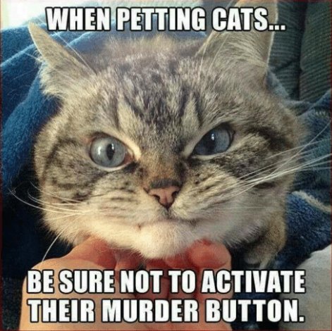 PostmanMeow's tweet image. This is indeed true, as a cat owner i can confirm! If this happens put the cat down! #cats #CatsOfTwitter #catsareawesome