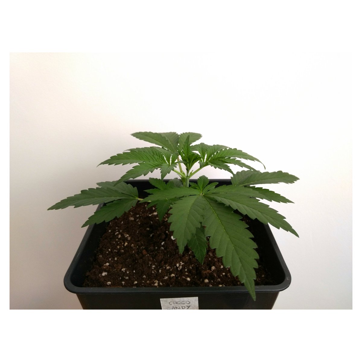 HCannabicas's tweet photo. 🌱💨
#ChocoCandy  de @GreenbudSeeds
30 días crecimiento 20/4 bajo #led
#rootstimulator y #organicgrow de @BacOnlineSpain 💨🌱 Saludos,

#autocultivo #despenalización
#bacnutrients #orgánico #cannabis
#greenbudseeds #thc #cbd https://t.co/kwMJEZEz5s