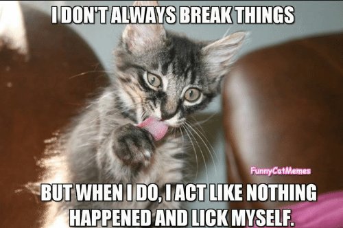 PostmanMeow's tweet image. Again i can confirm this happens! Cats always play off what they did. Cute photo though! #cats #CatsOfTwitter #catsareawesome