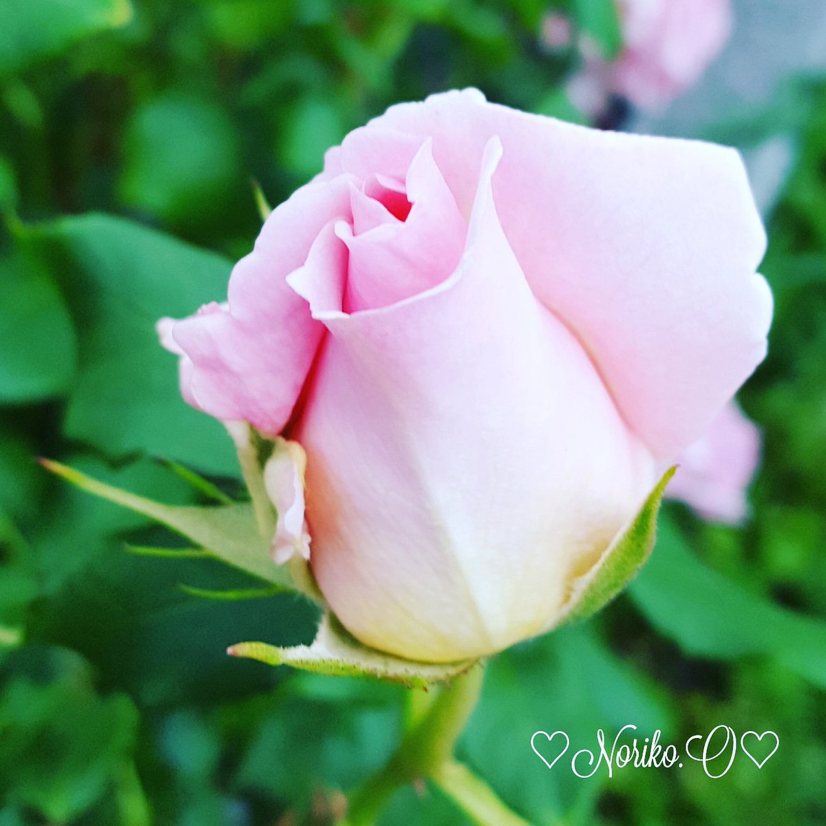 Nonno2200's tweet photo. #おはよう 
#goodmorning 
#写真好きな人と繋がりたい
#ファインダー越しの私の世界 
#roses 
#薔薇 
#flowers 
#flowerlovers
#flowerlife 
#花 
#花のある生活 
#お花と過ごす時間 
#2018december
#12月
#師走
#japan 
#今日の一枚 
#ガーデニング 
#冬支度
#winter https://t.co/PdF4tfIfcP