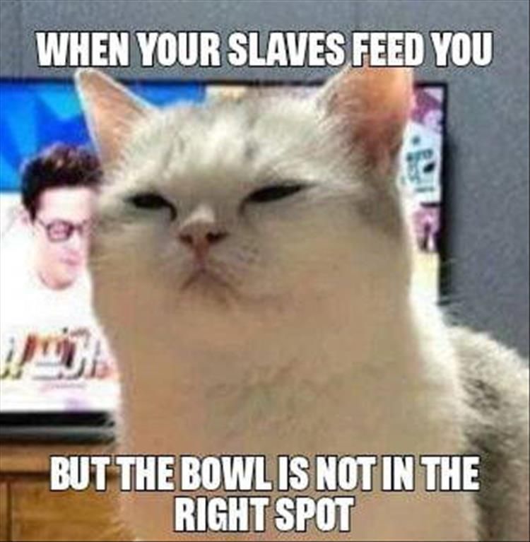 PostmanMeow's tweet image. Cats man.. Just always complaining! This cats face though! 😂 #cats #CatsOfTwitter #catsareawesome