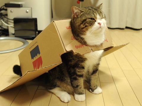 PostmanMeow's tweet image. I am space cat, there are many like me, but i am the true space cat! #cats #CatsOfTwitter #catsareawesome