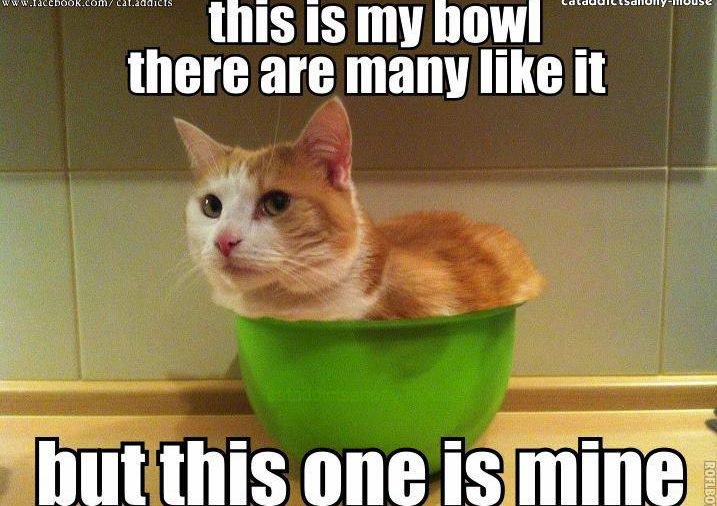 PostmanMeow's tweet image. Whoa, maybe cats are liquid! Cats are cute! #cats #CatsOfTwitter #catsareawesome #catsareliquid