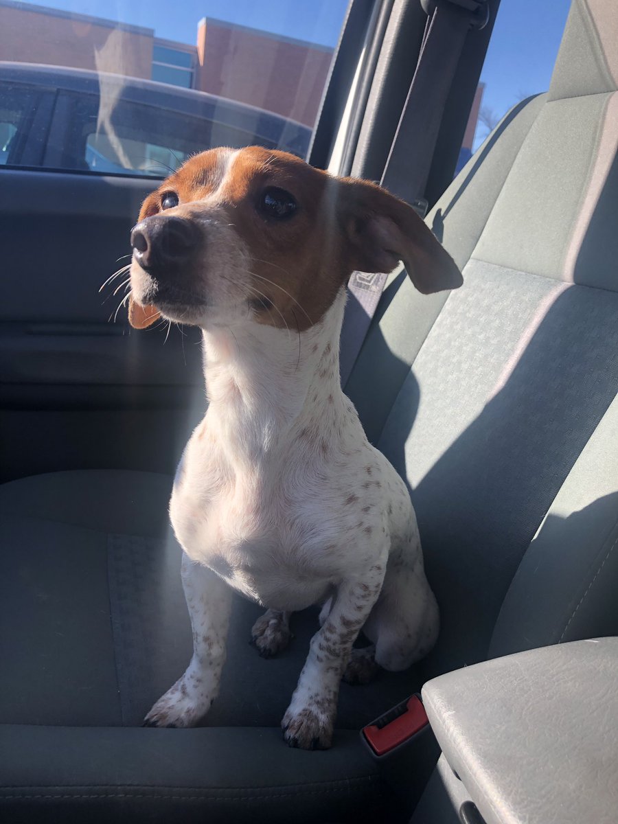bellagarza07's tweet photo. A model, Roscoe (baby Sco) 💞🐶 @Damal1972 https://t.co/PbwfYTvQDR