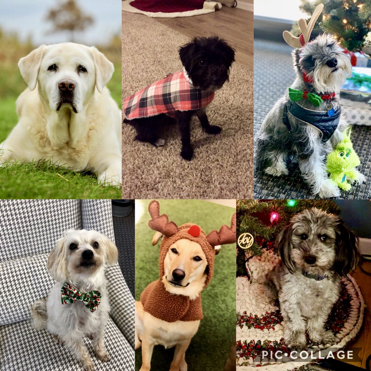 LS2group's tweet photo. On the fifth day of unity LS2group gave to me...an office full of merry puppies. It's fun to have some playful pups around to help reduce stress and boost productivity. #12DaysOfUnity https://t.co/1fDXxpSkXc