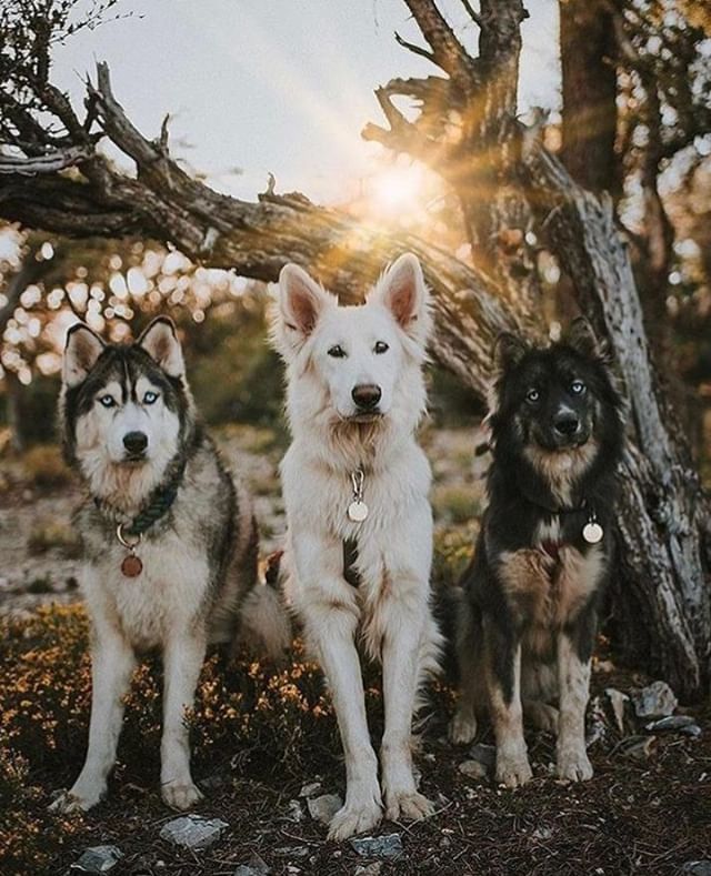 hotdogcollars's tweet photo. Shot by @graywoof, we think it's beautiful, like this wintery December day!
.
.
.
#HotDogOfTheDay #ImAHotDog #DogOfTheDay #DogDaily #DogsOfInstagram #DailyBarker #DogDailyFeature #DailyDogPost #Feature #DogCrush #HotDog
#Regram #WeeklyFluff #DogsOfInstaW… https://t.co/YqmYv3hYAo https://t.co/OIlC17MGtB
