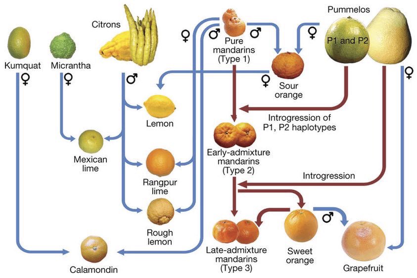 Since there are only three naturally occurring citrus fruits in the