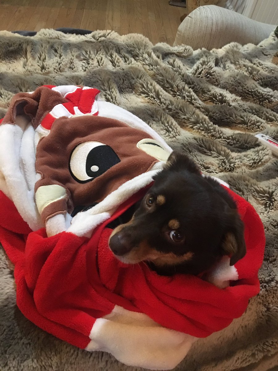trojandm's tweet photo. Happy Howlidays! Santa Paws wants you to donate to TDM! #ftk #day4 https://t.co/F7aJlOuph5