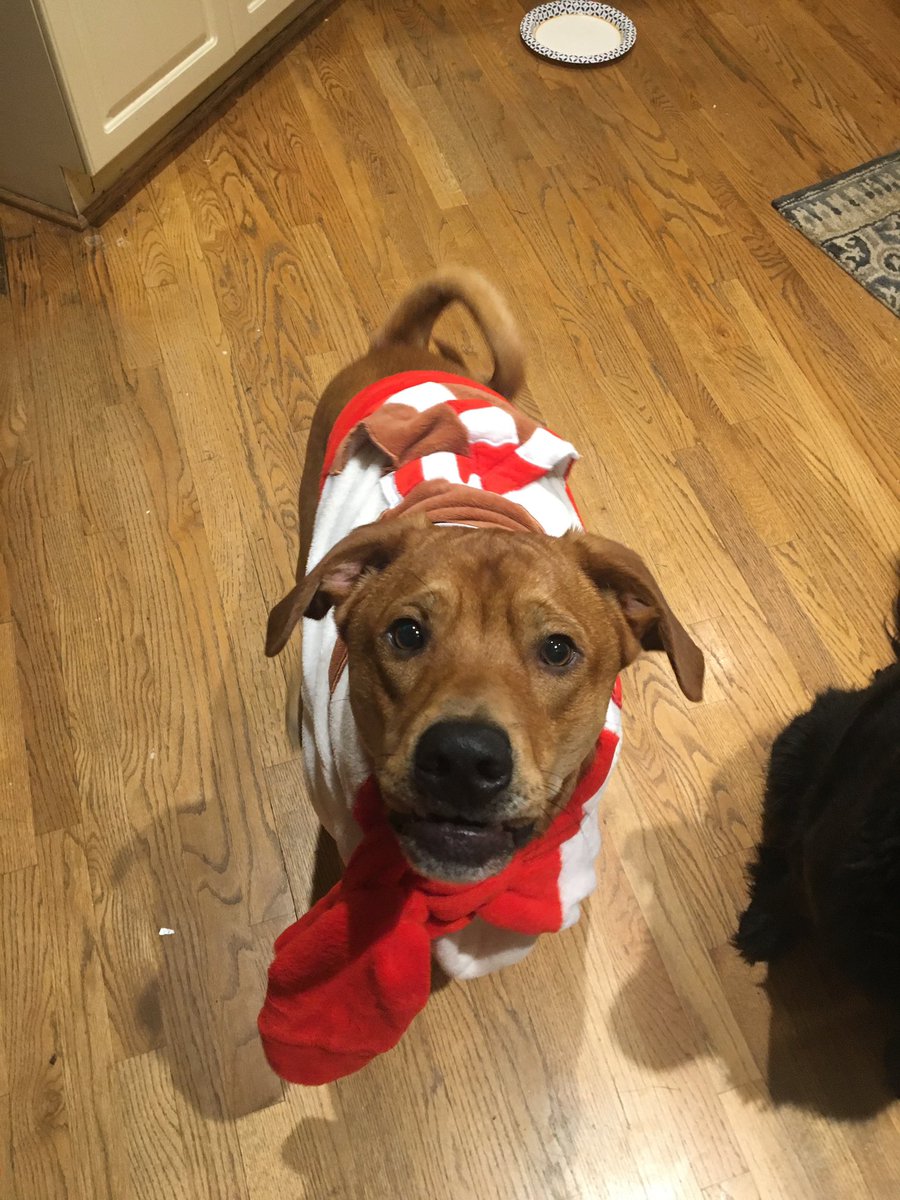 trojandm's tweet photo. Happy Howlidays! Santa Paws wants you to donate to TDM! #ftk #day4 https://t.co/F7aJlOuph5