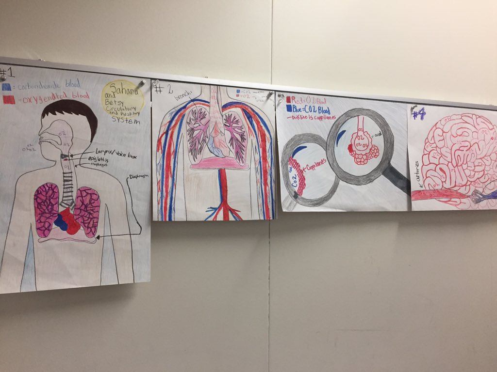 morrisonrandon's tweet photo. 5th graders doing human body system enrichments get to choose their project and show off some artist skills! @parishepiscopal https://t.co/ytZAeznjvh