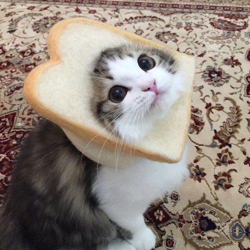 PostmanMeow's tweet image. Cats, the other version of bread! I understand this is cute, but why do we do this?? Still cute though! #cats #CatsOfTwitter #catsareawesome