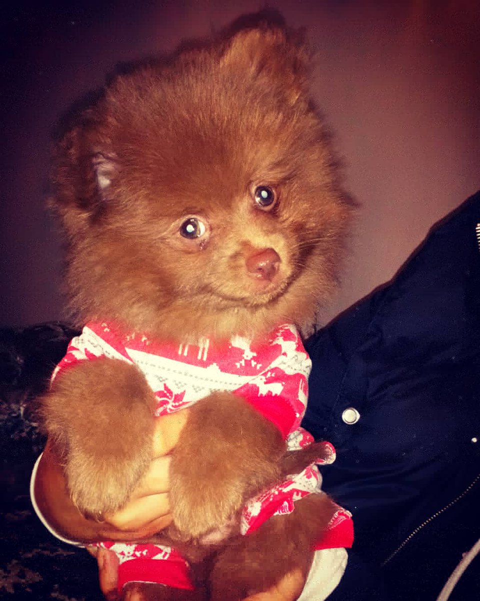 QueenBAmi's tweet photo. Obsessed by baby bear 🐻... https://t.co/OPno0EZXyX