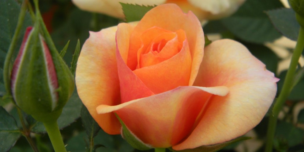 Miniature roses span nearly the full color spectrum from feminine shades of demure pastels to pure saturated colors to bold confident hues in solid, striped or variegated petals.
 #roses #miniroses #bloomiqtips